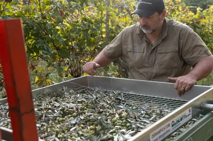 Degustazione Olio Extravergine del Garda: Tour Panoramico ed Esperienza Sensoriale 5 Degustazione Olio Extravergine del Garda: Tour Panoramico ed Esperienza Sensoriale 5